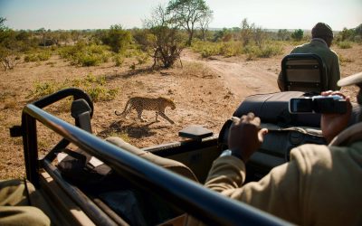 Ditch the Nature Channel for a Wildlife Safari