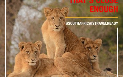 The Thrill of a Wildlife Safari in South Africa